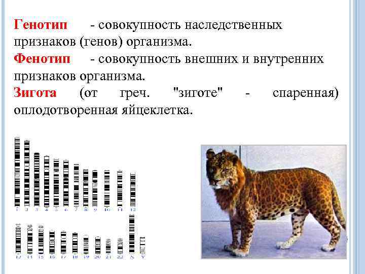 Генотип - совокупность наследственных признаков (генов) организма. Фенотип - совокупность внешних и внутренних признаков