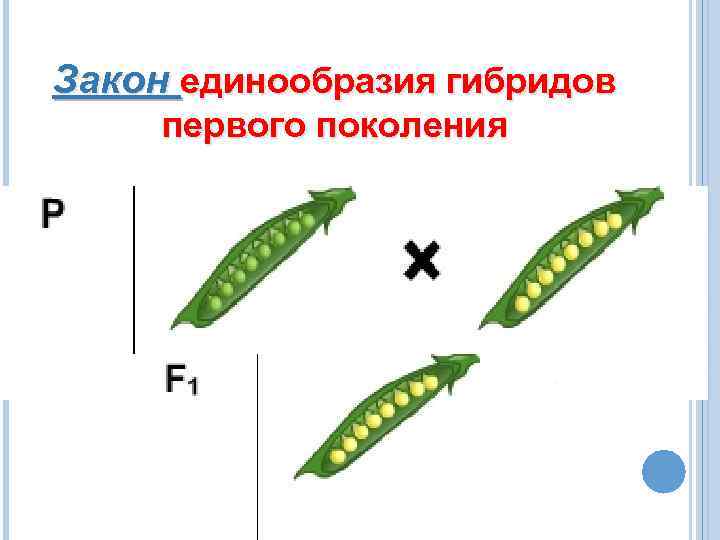 Закон единообразия гибридов первого поколения 