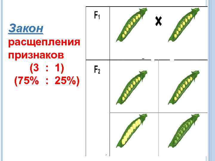Закон расщепления признаков (3 : 1) (75% : 25%) 