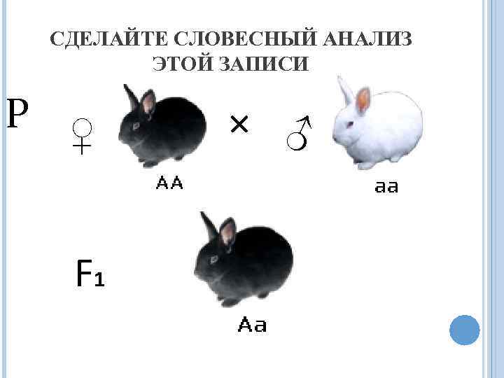 СДЕЛАЙТЕ СЛОВЕСНЫЙ АНАЛИЗ ЭТОЙ ЗАПИСИ Р ♀ F 1 × ♂ 