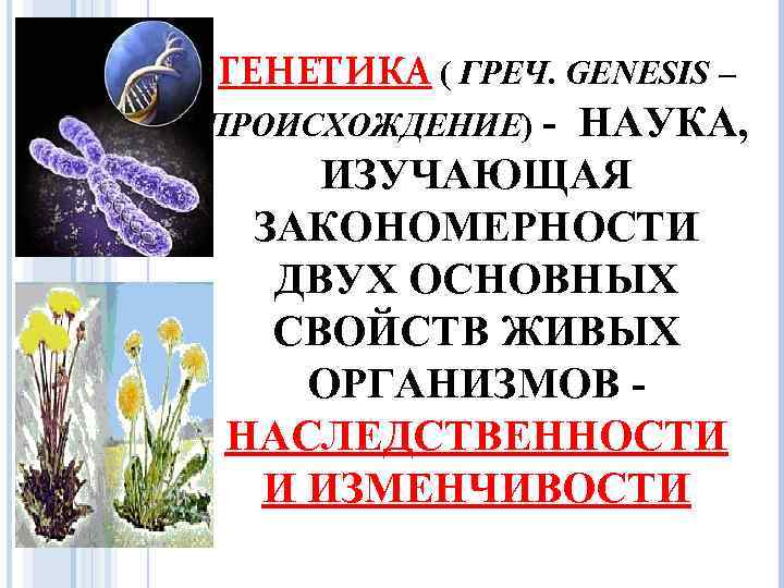 ГЕНЕТИКА ( ГРЕЧ. GENESIS – ПРОИСХОЖДЕНИЕ) - НАУКА, ИЗУЧАЮЩАЯ ЗАКОНОМЕРНОСТИ ДВУХ ОСНОВНЫХ СВОЙСТВ ЖИВЫХ