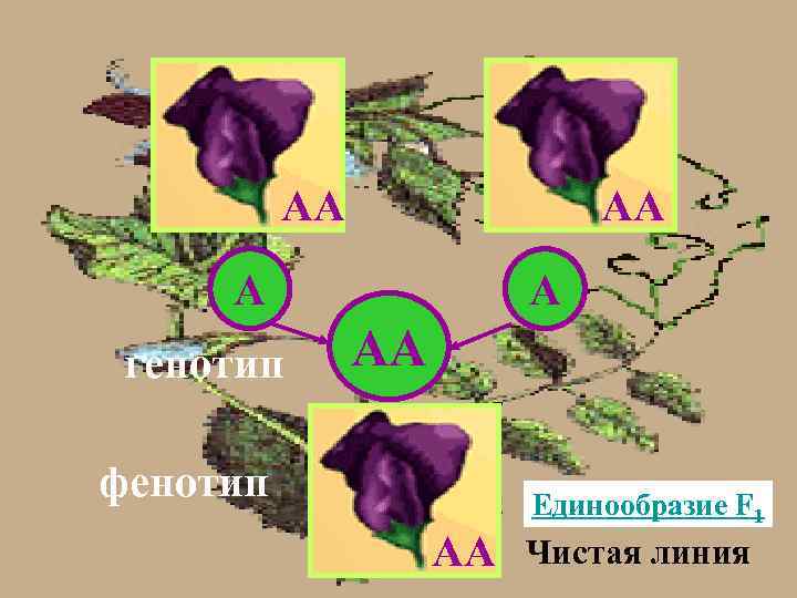 АА АА А генотип А АА фенотип АА Единообразие F 1 Чистая линия 
