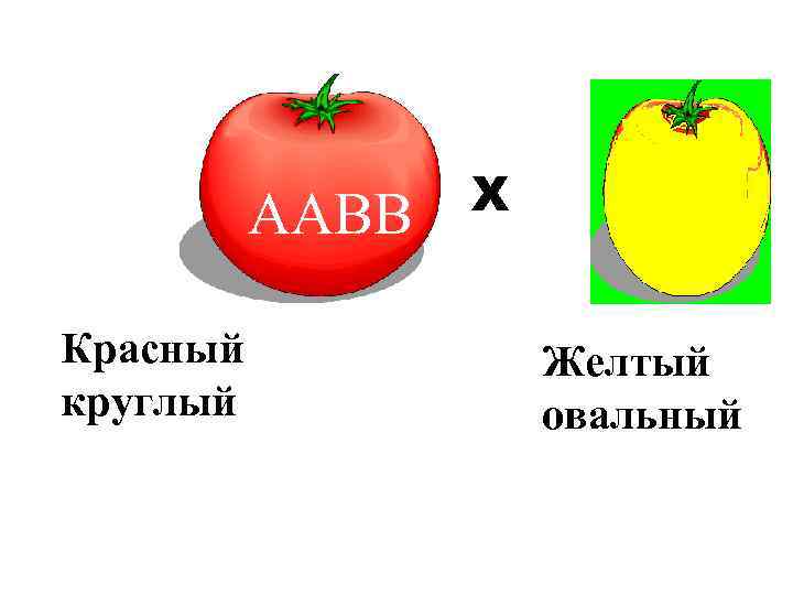 Р. ♀ Красный круглый ААВВ Х ♂ аавв Желтый овальный 