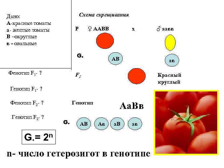 Схема скрещивания Дано: А-красные томаты а- желтые томаты В –округлые в - овальные Р
