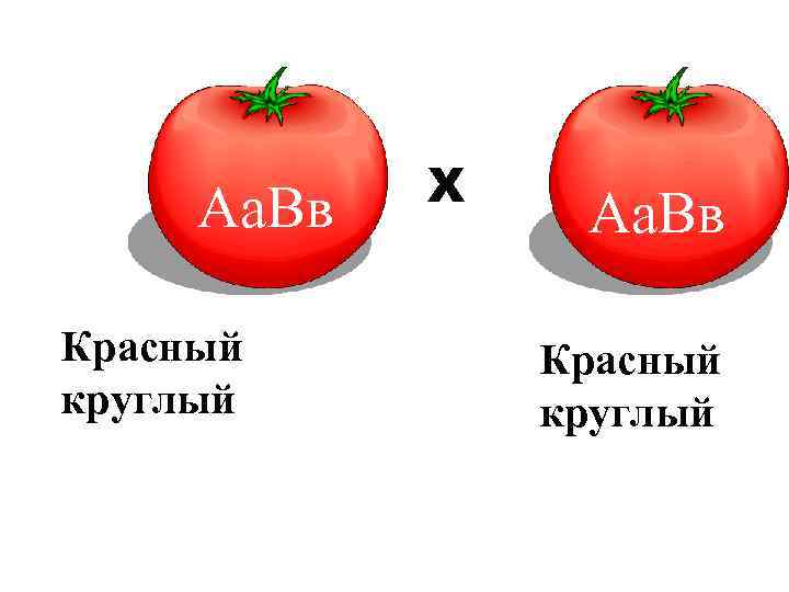 F 1 ♀ Аа. Вв Красный круглый Х ♂ Аа. Вв Красный круглый 
