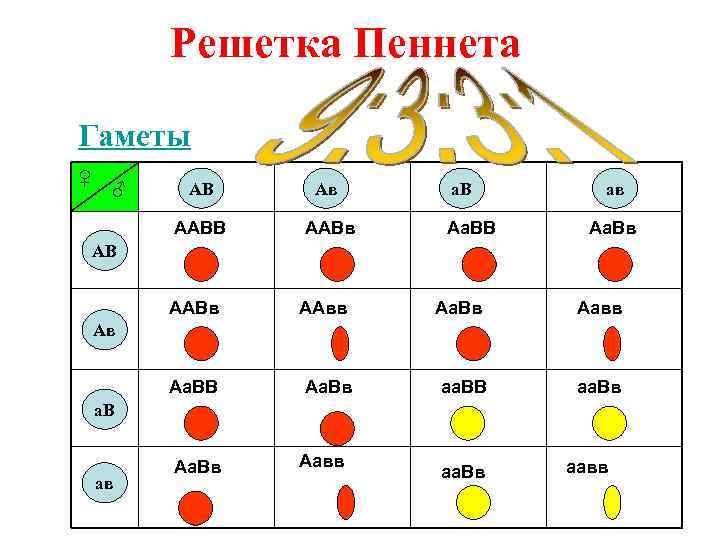 Какие гаметы образует генотип aabb. Решетка Пеннета для 3 признаков. Решётка Пеннета АА АА. Решетка Пеннета для AABB. Таблица дигибридного скрещивания решетка Пеннета.