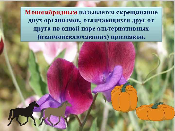 Моногибридным называется скрещивание двух организмов, отличающихся друг от друга по одной паре альтернативных (взаимоисключающих)