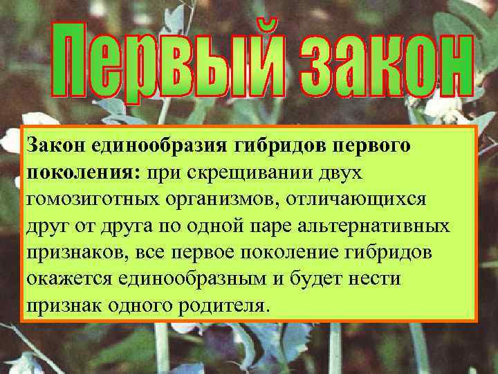 Закон единообразия гибридов первого поколения: при скрещивании двух гомозиготных организмов, отличающихся друг от друга