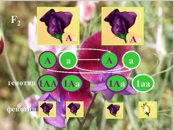 F 2 Аа А генотип фенотип а 1 АА 1 Аа Аа А 1