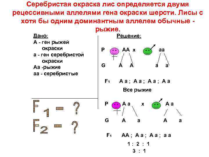 Серебристая окраска лис определяется двумя рецессивными аллелями гена окраски шерсти. Лисы с хотя бы