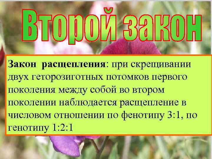 Закон расщепления: в потомстве, полученном Закон расщепления: при скрещивании двух геторозиготных потомковпоколения от скрещивания