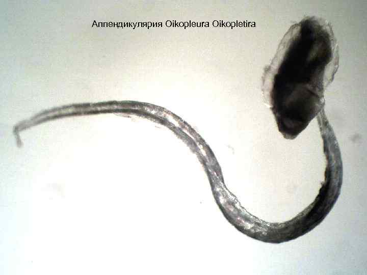 Аппендикулярия Oikopleura Oikopletira 
