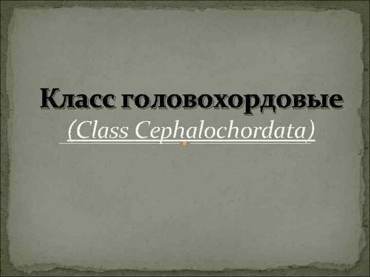 Класс головохордовые (Class Cephalochordata) 