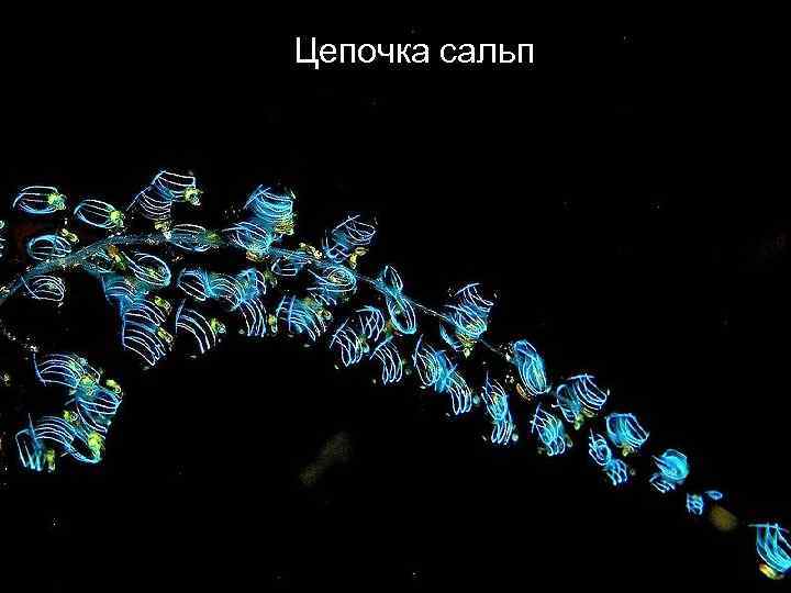 Цепочка сальп 