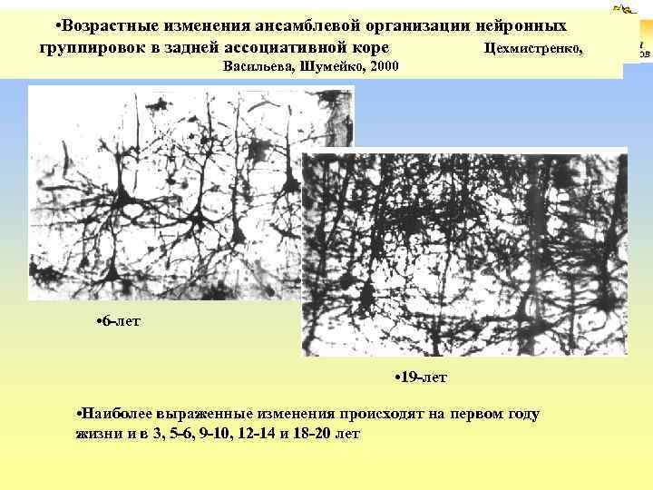  • Возрастные изменения ансамблевой организации нейронных группировок в задней ассоциативной коре Цехмистренко, группировок