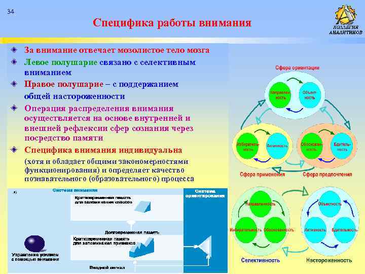 34 Специфика работы внимания За внимание отвечает мозолистое тело мозга Левое полушарие связано с