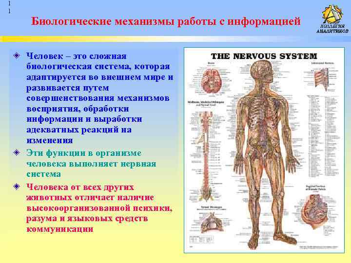 Биологические механизмы