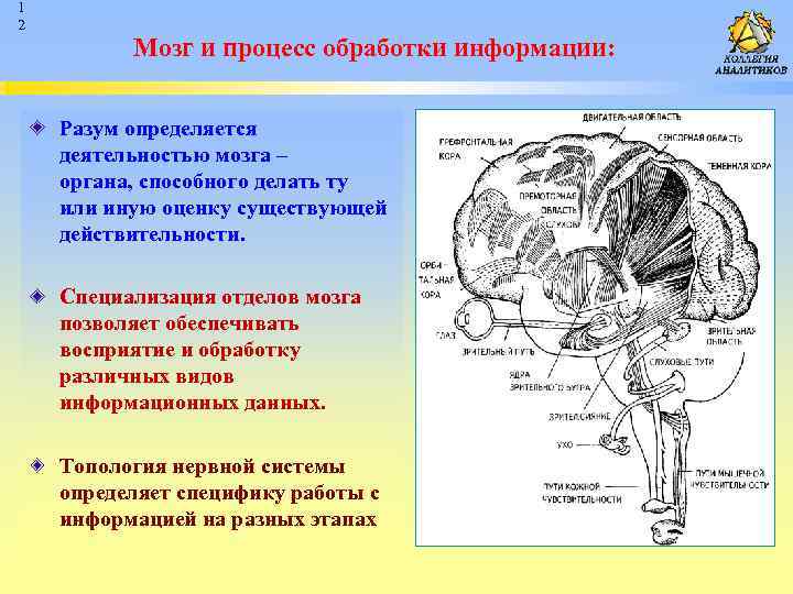 Мозг информация. Мозг и информация. Обработка информации мозгом. Мозг обрабатывает информацию. Обработка информации в мозге человека.