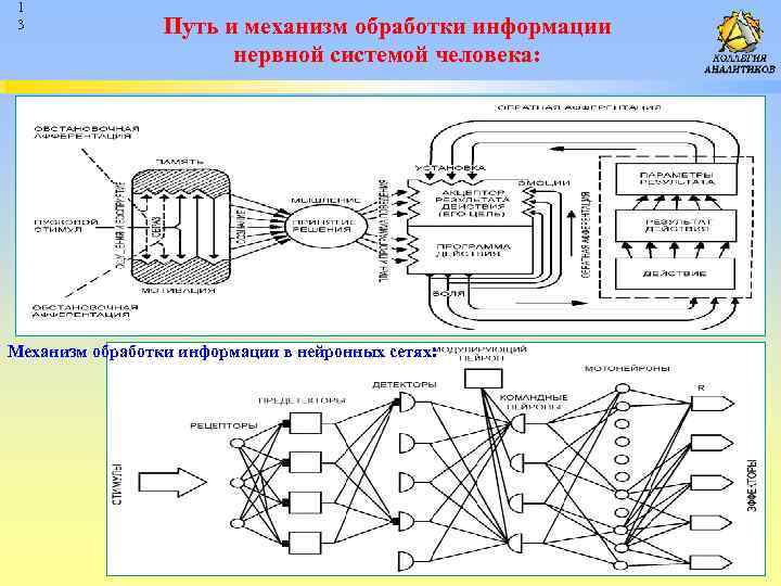 1 3 Путь и механизм обработки информации нервной системой человека: Механизм обработки информации в