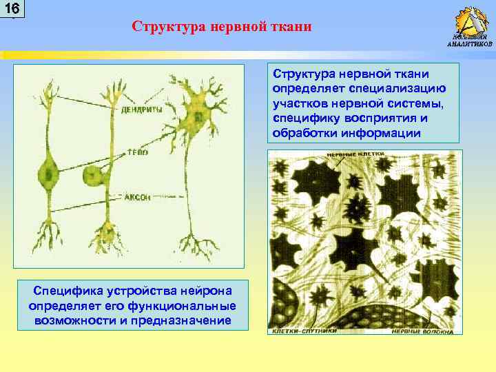 1 16 6 Структура нервной ткани определяет специализацию участков нервной системы, специфику восприятия и