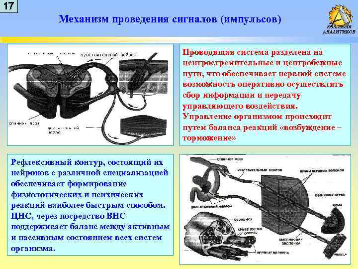 1 17 7 Механизм проведения сигналов (импульсов) Проводящая система разделена на центростремительные и центробежные