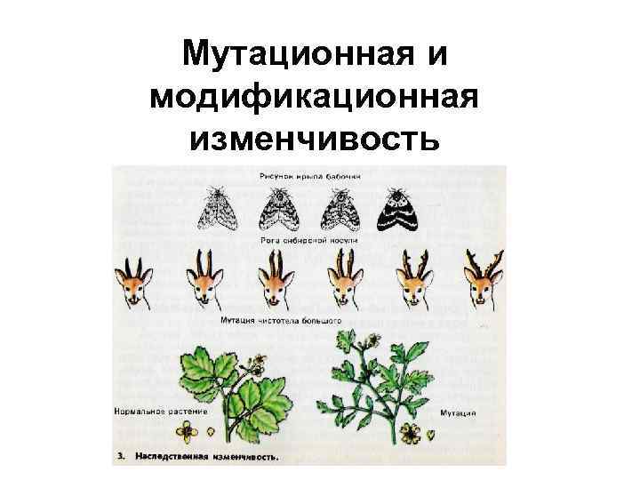 Мутационная и модификационная изменчивость 