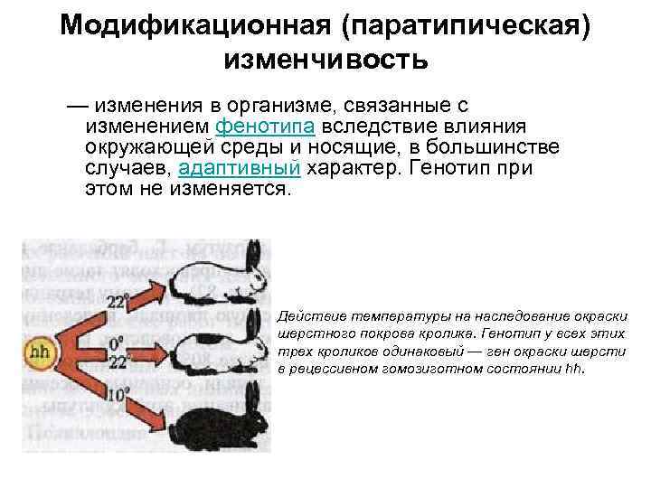 Модификационная (паратипическая) изменчивость — изменения в организме, связанные с изменением фенотипа вследствие влияния окружающей
