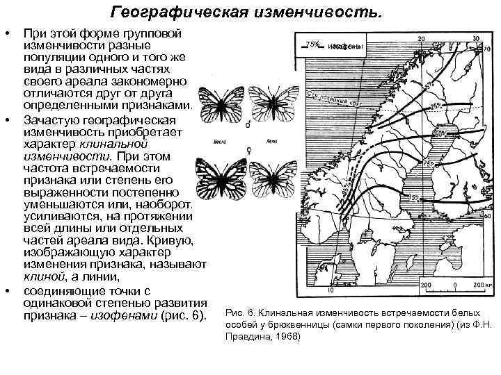Географическая изменчивость. • • • При этой форме групповой изменчивости разные популяции одного и