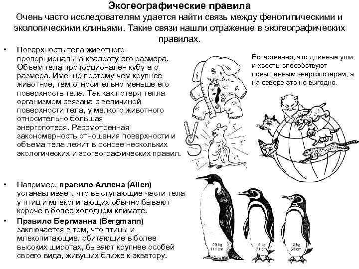 Экогеографические правила Очень часто исследователям удается найти связь между фенотипическими и экологическими клиньями. Такие