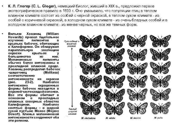 Изменчивость популяции. Тип изменчивости бабочки. Изменчивость бабочек. Модификационная изменчивость примеры бабочки. Индивидуальная изменчивость у бабочек.