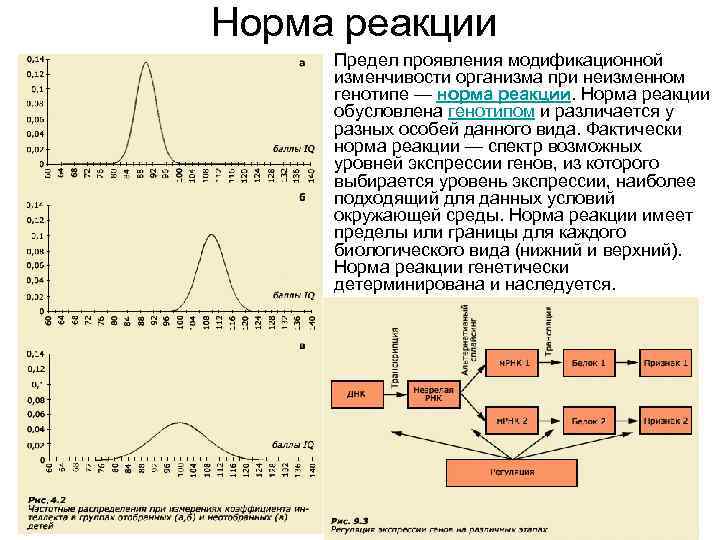 Проявляется в пределах нормы реакции. Предел изменчивости признака. Пределы модификационной изменчивости определяются. Пределы модификационной изменчивости признака ограничены. Пределы изменчивости зависят от:.