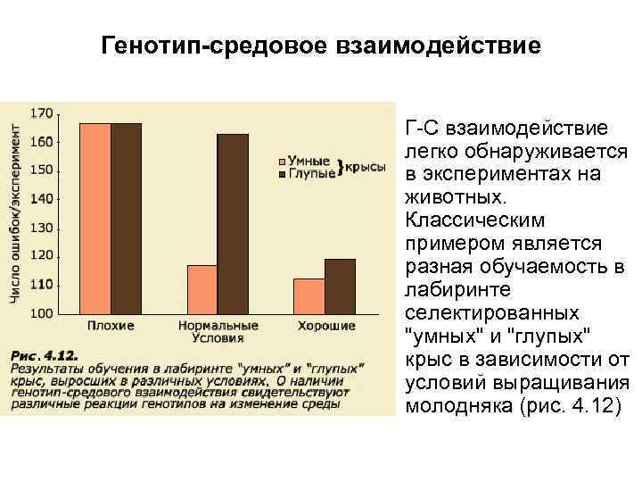 Генотип-средовое взаимодействие • Г-С взаимодействие легко обнаруживается в экспериментах на животных. Классическим примером является