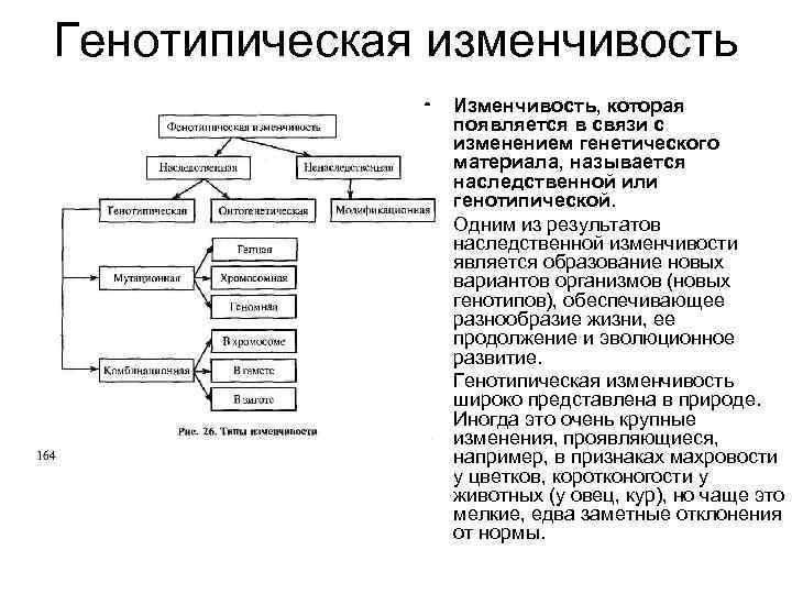 Генотипическая изменчивость • • • Изменчивость, которая появляется в связи с изменением генетического материала,
