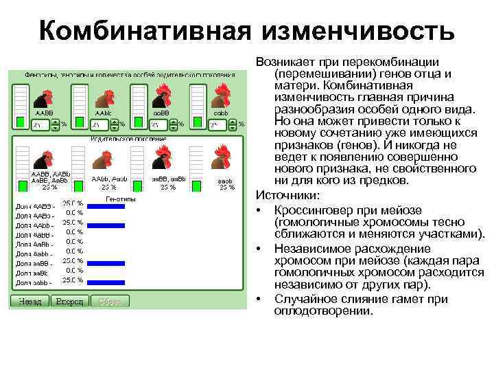 Комбинативная изменчивость Возникает при перекомбинации (перемешивании) генов отца и матери. Комбинативная изменчивость главная причина