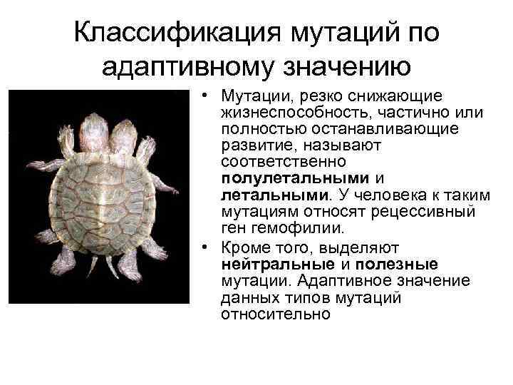 Классификация мутаций по адаптивному значению • Мутации, резко снижающие жизнеспособность, частично или полностью останавливающие