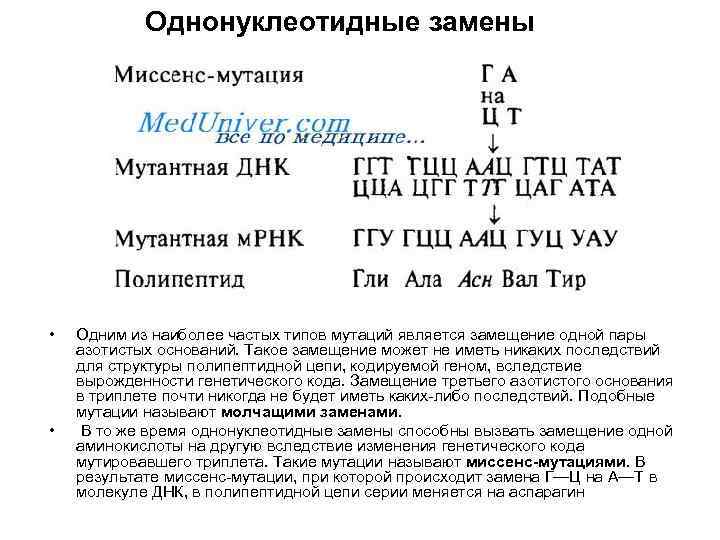 Однонуклеотидные замены • • Одним из наиболее частых типов мутаций является замещение одной пары