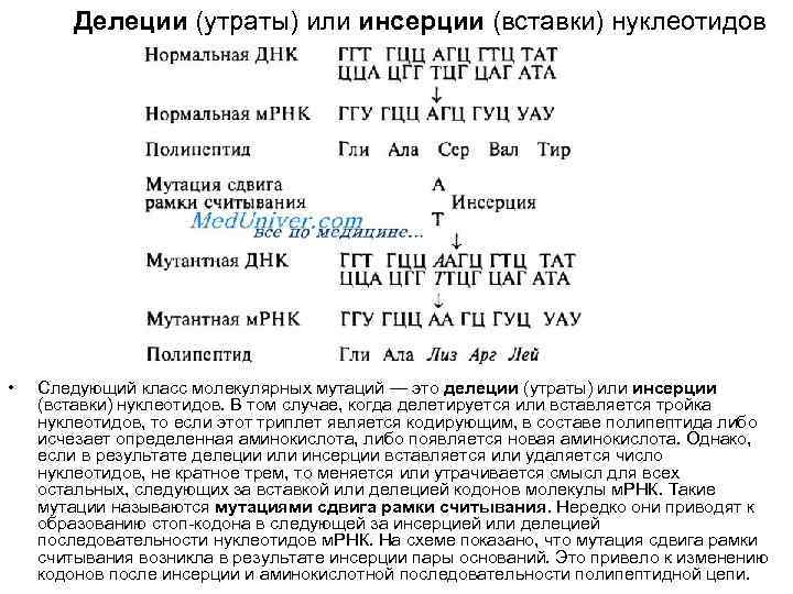 Делеции (утраты) или инсерции (вставки) нуклеотидов • Следующий класс молекулярных мутаций — это делеции