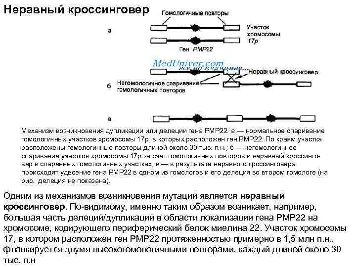 Неравный кроссинговер Механизм возникновения дупликации или делеции гена РМР 22. а — нормальное спаривание
