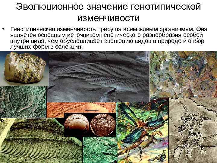 Эволюционное значение генотипической изменчивости • Генотипическая изменчивость присуща всем живым организмам. Она является основным