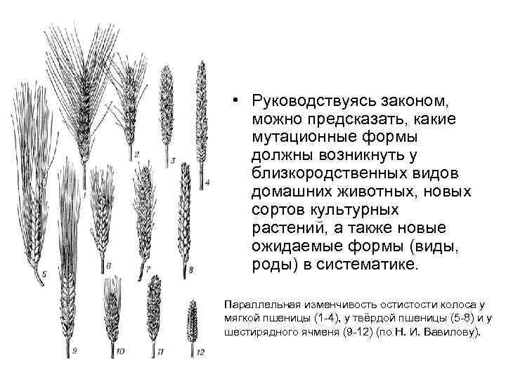  • Руководствуясь законом, можно предсказать, какие мутационные формы должны возникнуть у близкородственных видов
