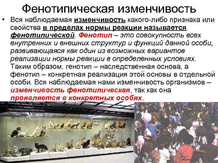 Фенотипическая изменчивость • Вся наблюдаемая изменчивость какого-либо признака или свойства в пределах нормы реакции