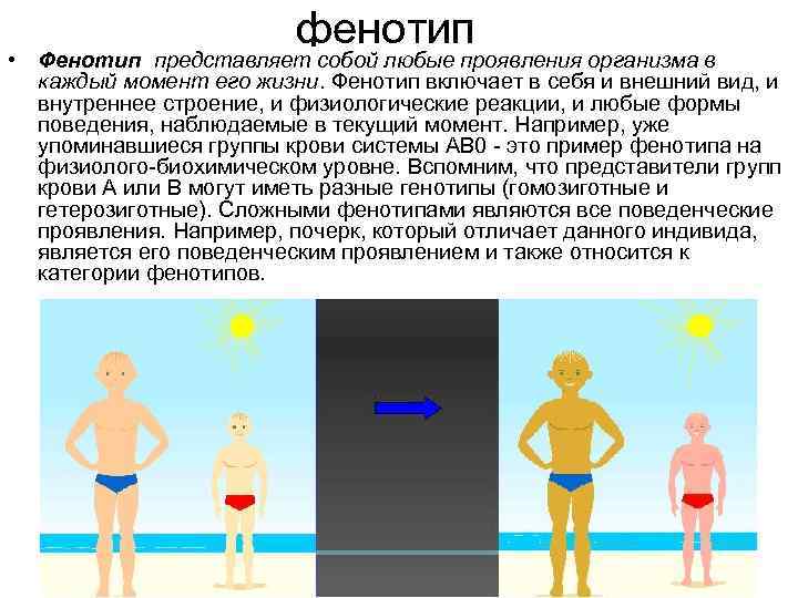 фенотип • Фенотип представляет собой любые проявления организма в каждый момент его жизни. Фенотип