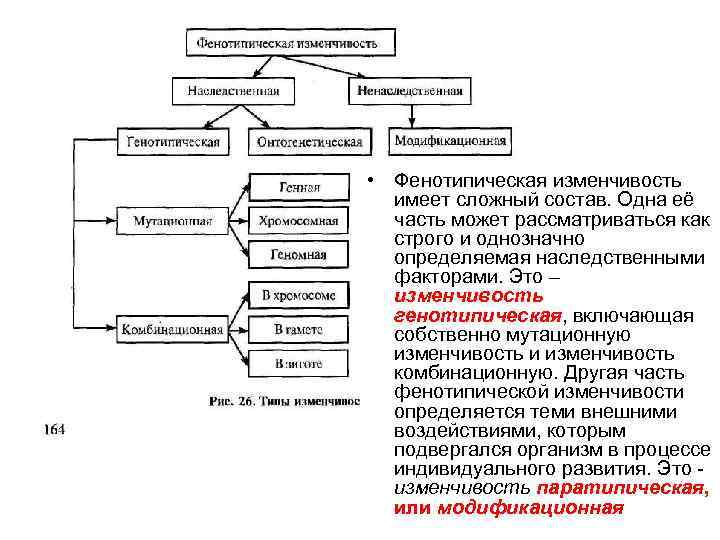 Фенотипическая изменчивость тест 9 класс