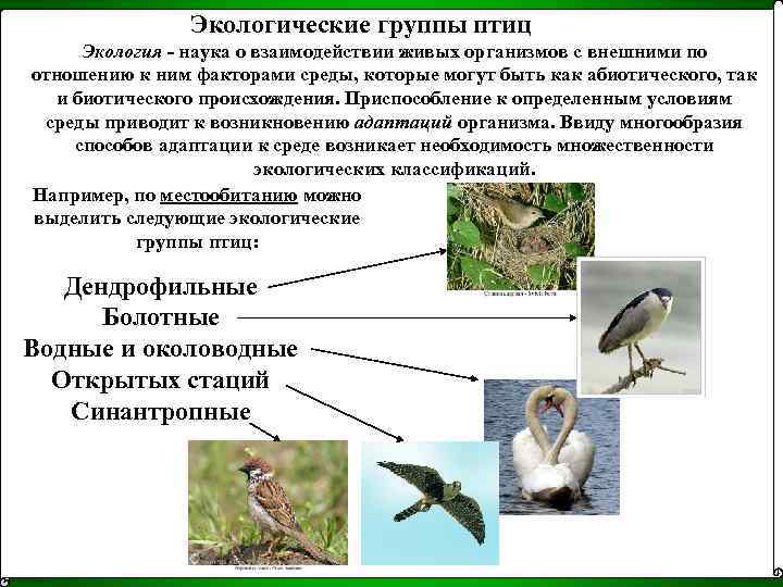 Охарактеризуйте отличительные черты двух систематических групп класса птицы используя рисунки