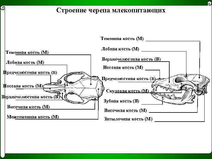 Схема черепа млекопитающих по веберу