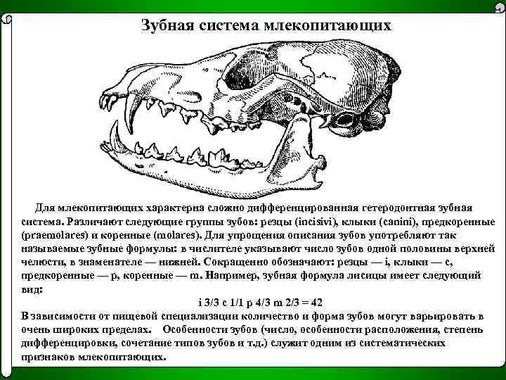 Проект сложное поведение млекопитающих