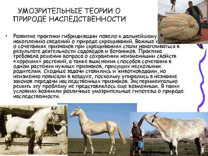 УМОЗРИТЕЛЬНЫЕ ТЕОРИИ О ПРИРОДЕ НАСЛЕДСТВЕННОСТИ • Развитие практики гибридизации повело к дальнейшему накоплению сведений