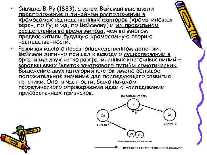  • Сначала В. Ру (1883), а затем Вейсман высказали предположение о линейном расположении
