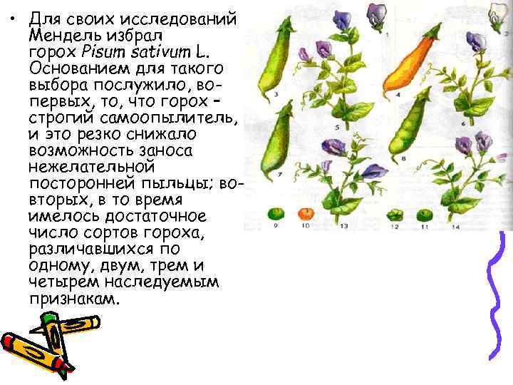  • Для своих исследований Мендель избрал горох Pisum sativum L. Основанием для такого