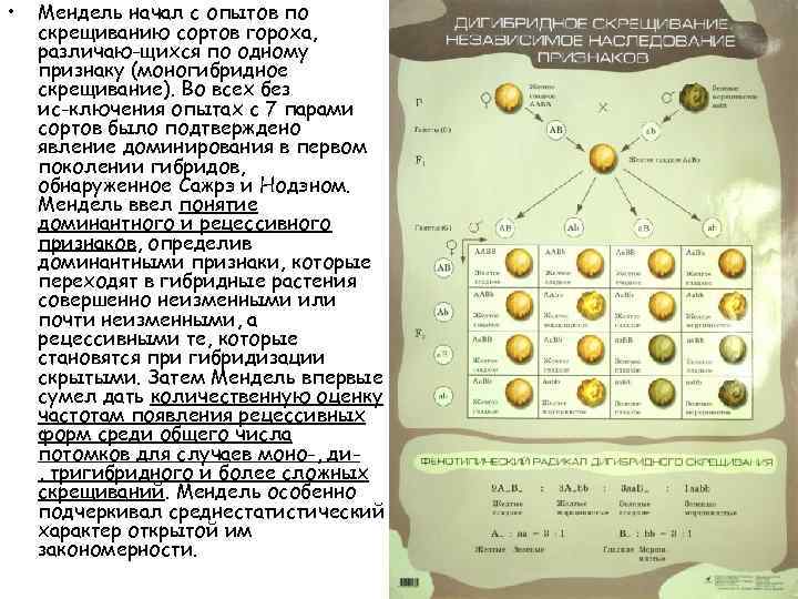  • Мендель начал с опытов по скрещиванию сортов гороха, различаю щихся по одному